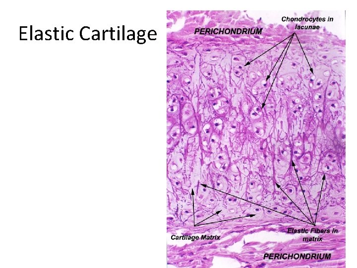 Elastic Cartilage 