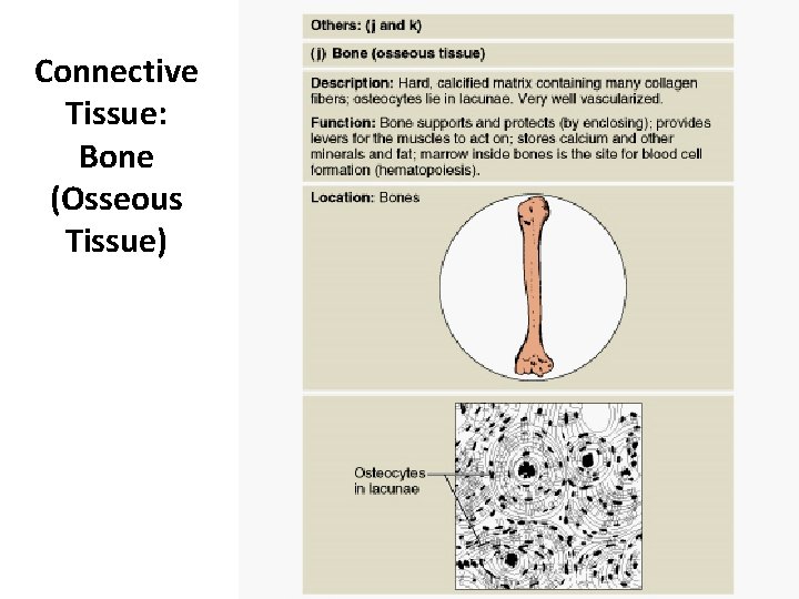 Connective Tissue: Bone (Osseous Tissue) 
