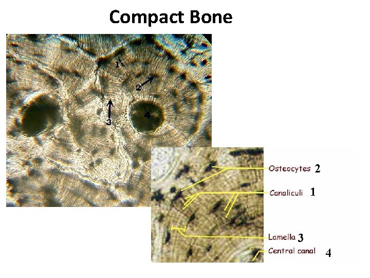 Compact Bone 2 1 3 4 