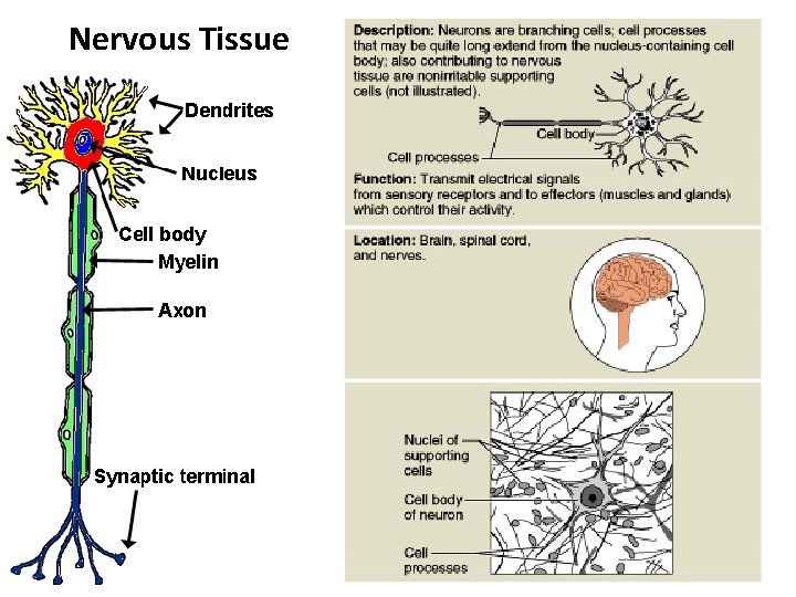 Nervous Tissue Figure 4. 10 