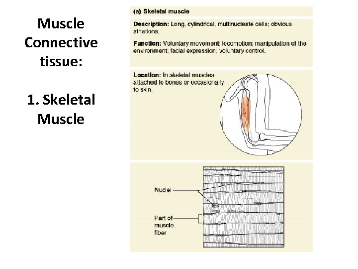 Muscle Connective tissue: 1. Skeletal Muscle 