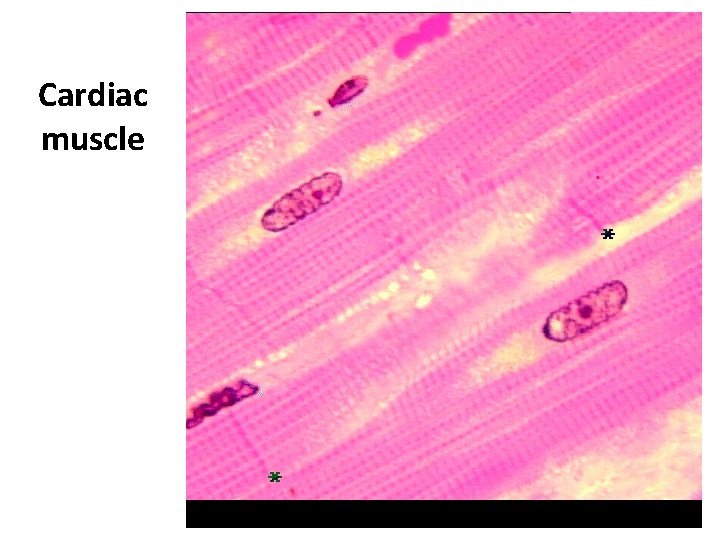 Cardiac muscle 