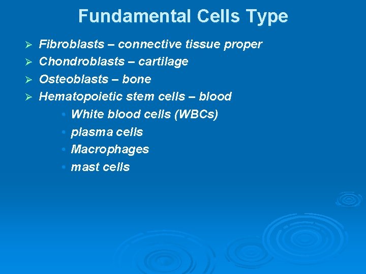 Fundamental Cells Type Ø Ø Fibroblasts – connective tissue proper Chondroblasts – cartilage Osteoblasts