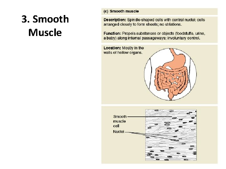 3. Smooth Muscle Figure 4. 11 c 