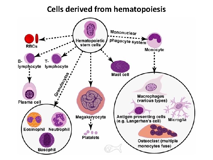 Cells derived from hematopoiesis 