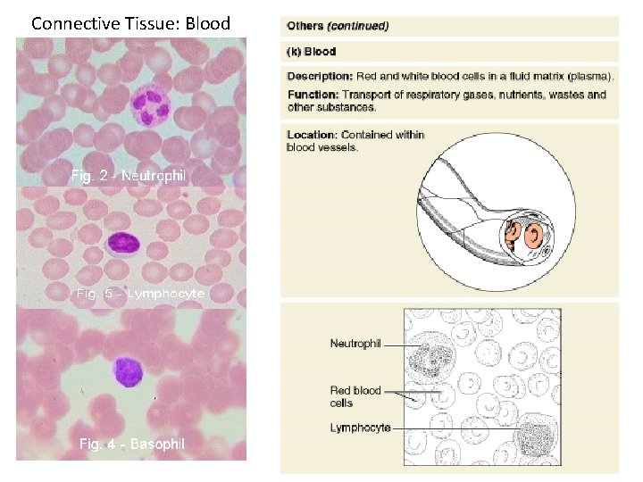 Connective Tissue: Blood Figure 4. 8 k 