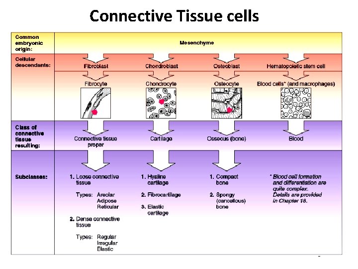 Connective Tissue cells Figure 4. 6 