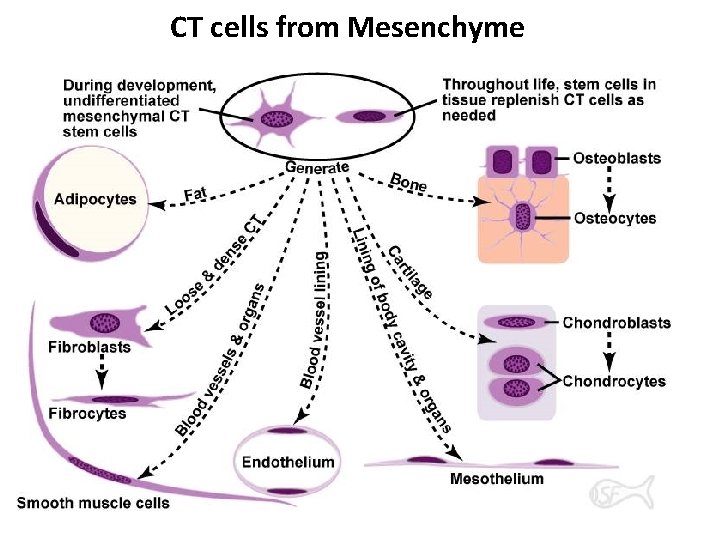 CT cells from Mesenchyme 