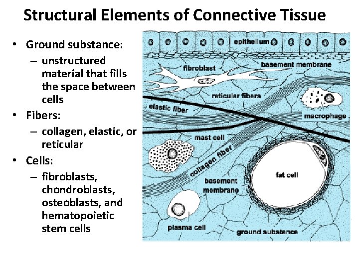 Structural Elements of Connective Tissue • Ground substance: – unstructured material that fills the