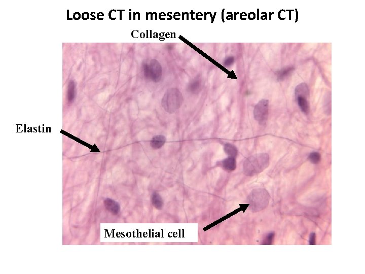 Loose CT in mesentery (areolar CT) Collagen Elastin Mesothelial cell 