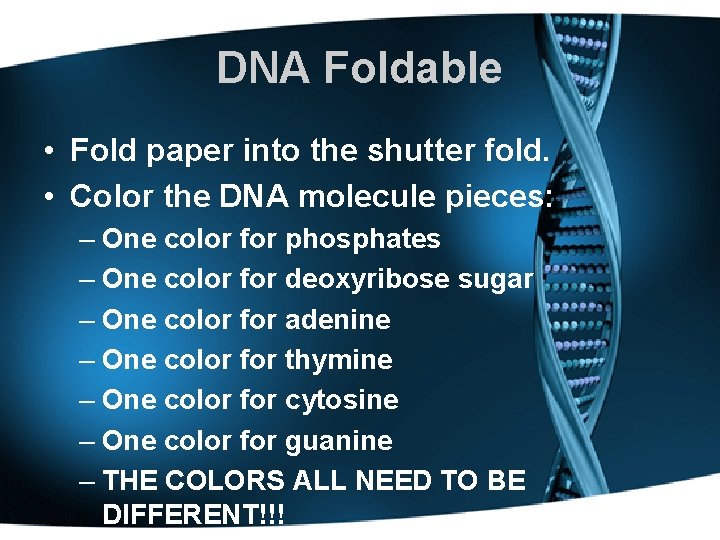 DNA Foldable • Fold paper into the shutter fold. • Color the DNA molecule