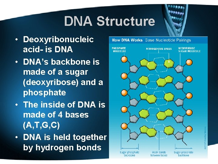 DNA Structure • Deoxyribonucleic acid- is DNA • DNA’s backbone is made of a