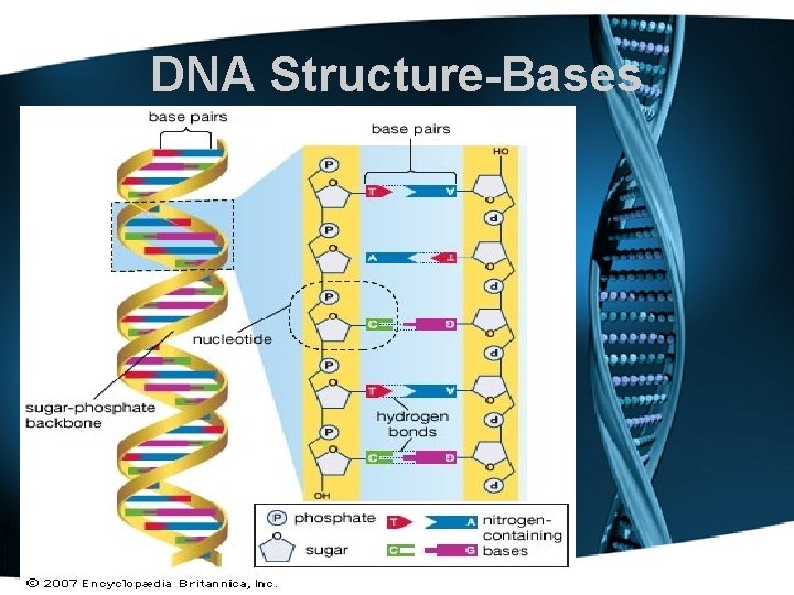 DNA Structure-Bases 