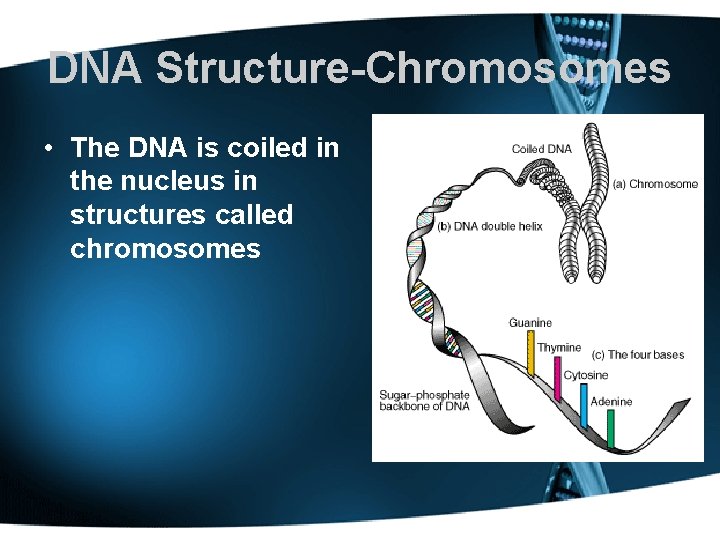 DNA Structure-Chromosomes • The DNA is coiled in the nucleus in structures called chromosomes