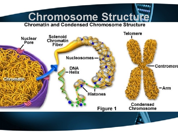 Chromosome Structure 