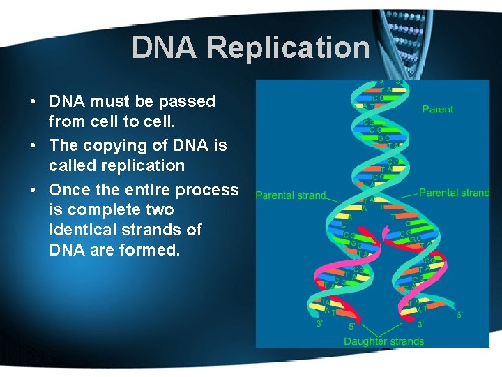DNA Replication • DNA must be passed from cell to cell. • The copying