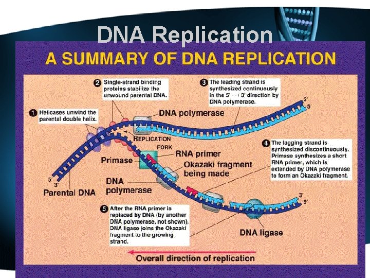 DNA Replication 