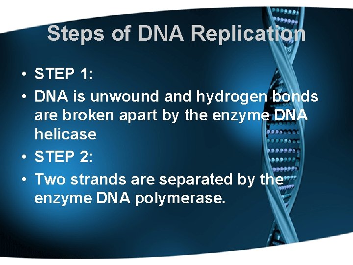 Steps of DNA Replication • STEP 1: • DNA is unwound and hydrogen bonds
