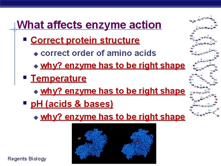 What affects enzyme action § Correct protein structure correct order of amino acids u