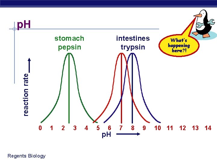 p. H intestines trypsin What’s happening here? ! reaction rate stomach pepsin 0 Regents