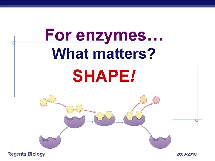 For enzymes… What matters? SHAPE! Regents Biology 2009 -2010 