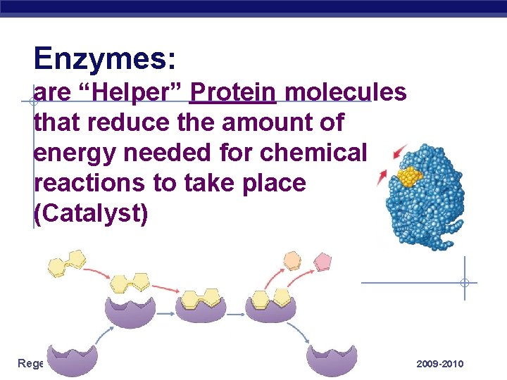 Enzymes: are “Helper” Protein molecules that reduce the amount of energy needed for chemical