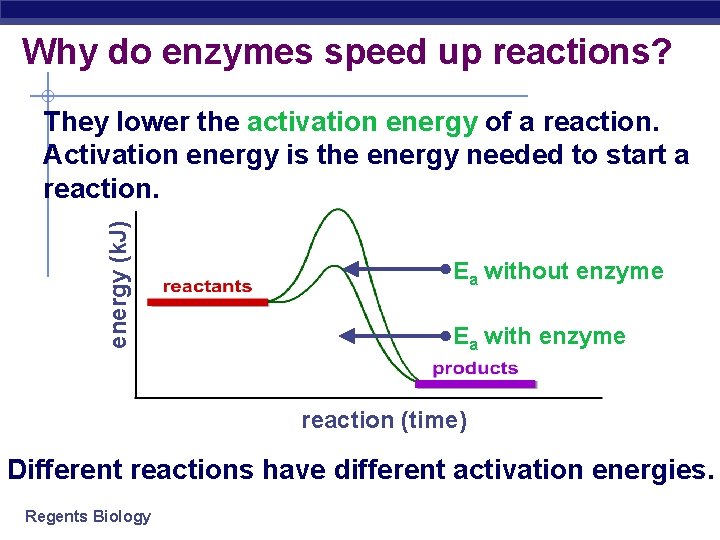 Why do enzymes speed up reactions? energy (k. J) They lower the activation energy