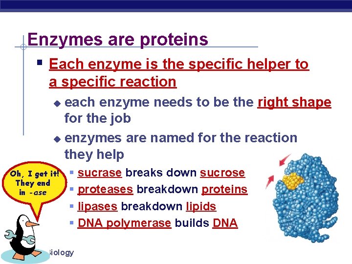 Enzymes are proteins § Each enzyme is the specific helper to a specific reaction