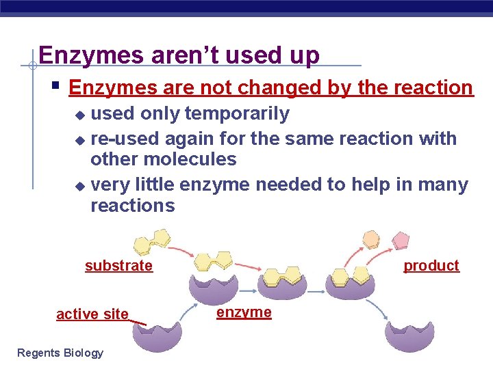 Enzymes aren’t used up § Enzymes are not changed by the reaction used only