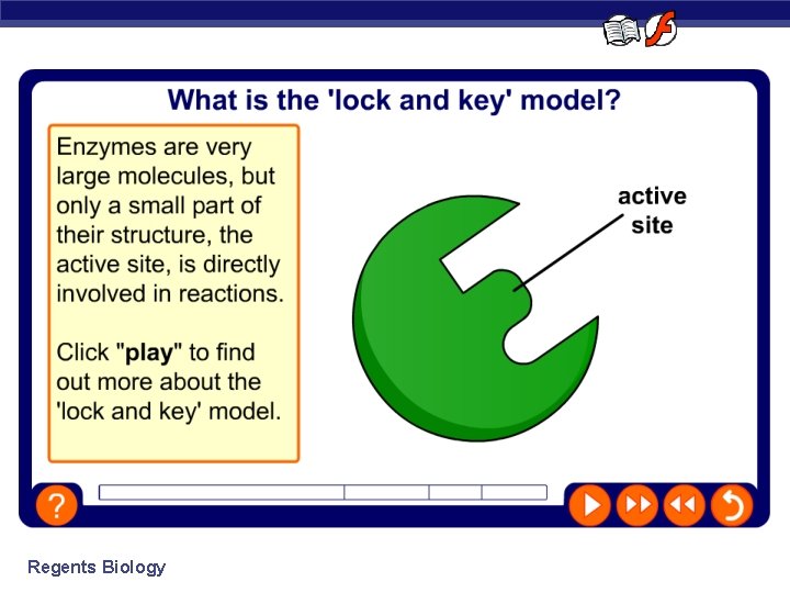The lock and key model Regents Biology 