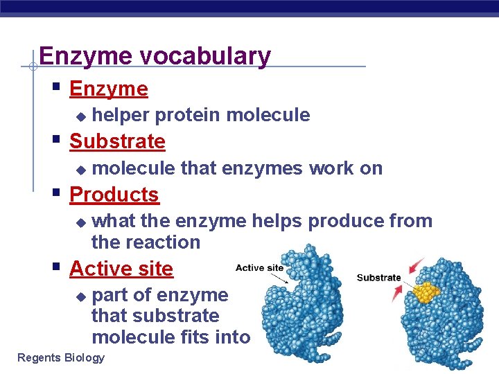 Enzyme vocabulary § Enzyme u helper protein molecule § Substrate u molecule that enzymes