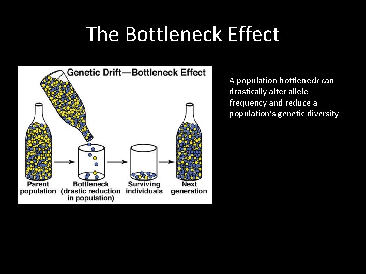 The Bottleneck Effect A population bottleneck can drastically alter allele frequency and reduce a