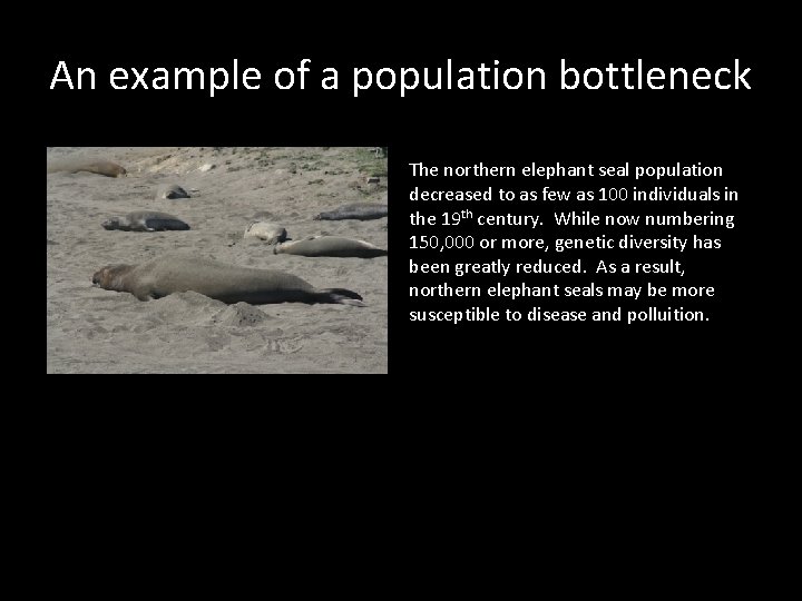 An example of a population bottleneck The northern elephant seal population decreased to as