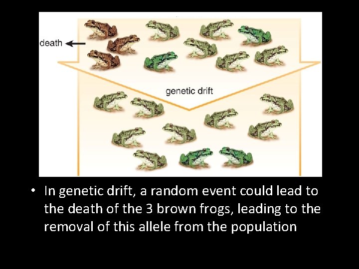  • In genetic drift, a random event could lead to the death of