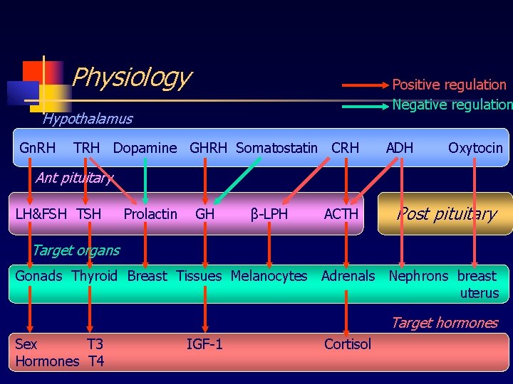 Physiology Positive regulation Negative regulation Hypothalamus Gn. RH TRH Dopamine GHRH Somatostatin CRH ADH