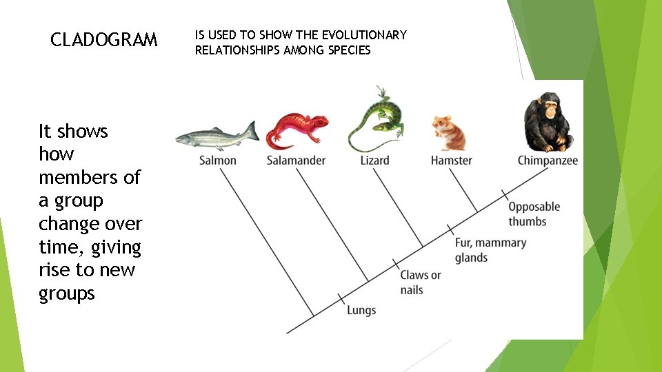 CLADOGRAM It shows how members of a group change over time, giving rise to