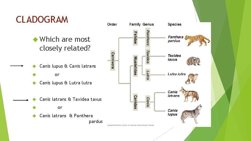 CLADOGRAM Which are most closely related? Canis lupus & Canis latrans or Canis lupus