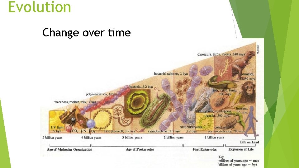 Evolution Change over time 