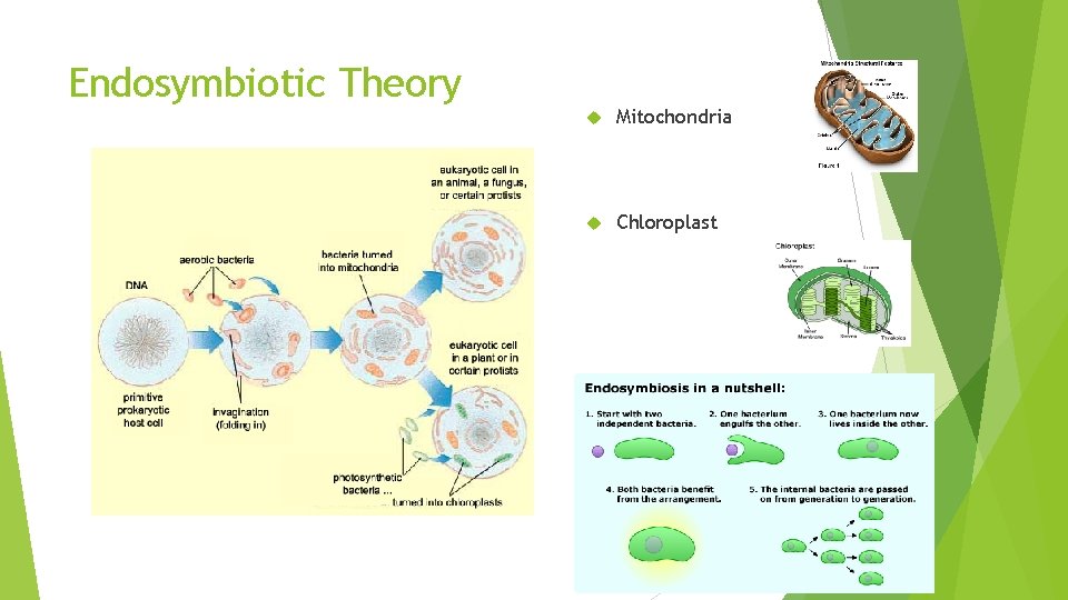 Endosymbiotic Theory Mitochondria Chloroplast 