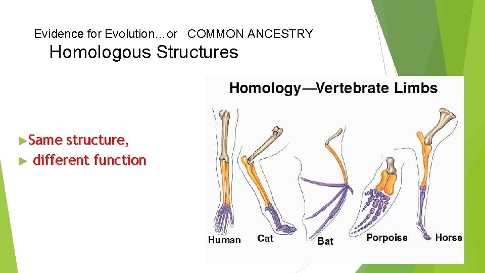 Evidence for Evolution…or COMMON ANCESTRY Homologous Structures Traits that are similar in different species