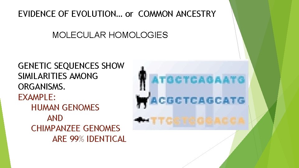 EVIDENCE OF EVOLUTION… or COMMON ANCESTRY MOLECULAR HOMOLOGIES GENETIC SEQUENCES SHOW SIMILARITIES AMONG ORGANISMS.