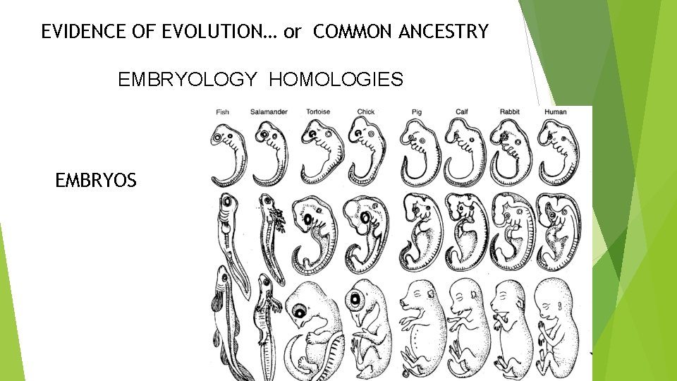 EVIDENCE OF EVOLUTION… or COMMON ANCESTRY EMBRYOLOGY HOMOLOGIES EMBRYOS 