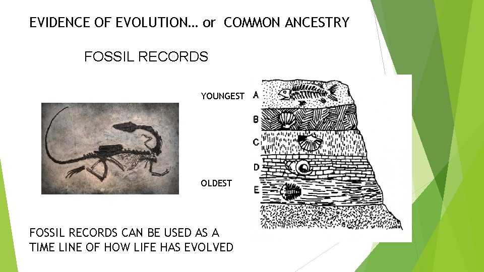 EVIDENCE OF EVOLUTION… or COMMON ANCESTRY FOSSIL RECORDS YOUNGEST OLDEST FOSSIL RECORDS CAN BE