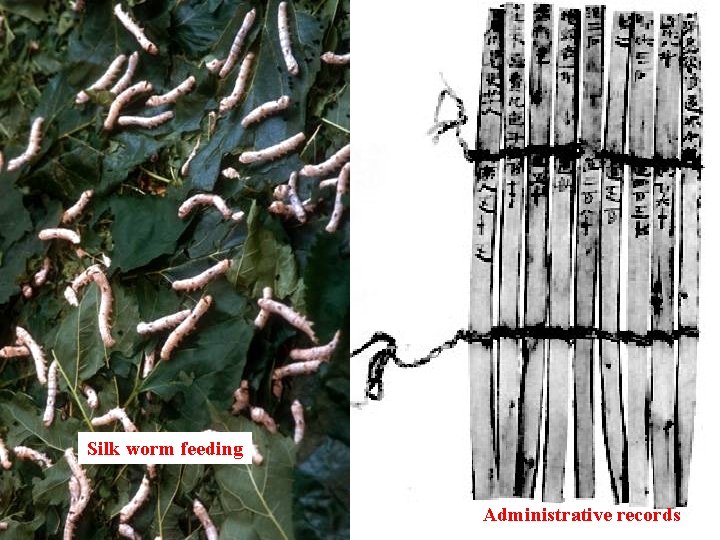 Silk worm feeding Administrative records 