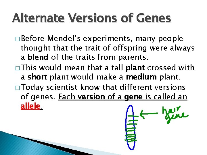 Alternate Versions of Genes � Before Mendel’s experiments, many people thought that the trait