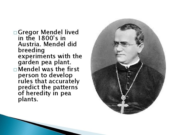 � Gregor Mendel lived in the 1800’s in Austria. Mendel did breeding experiments with