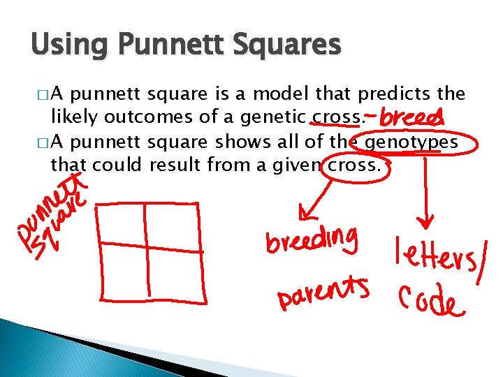 Using Punnett Squares �A punnett square is a model that predicts the likely outcomes