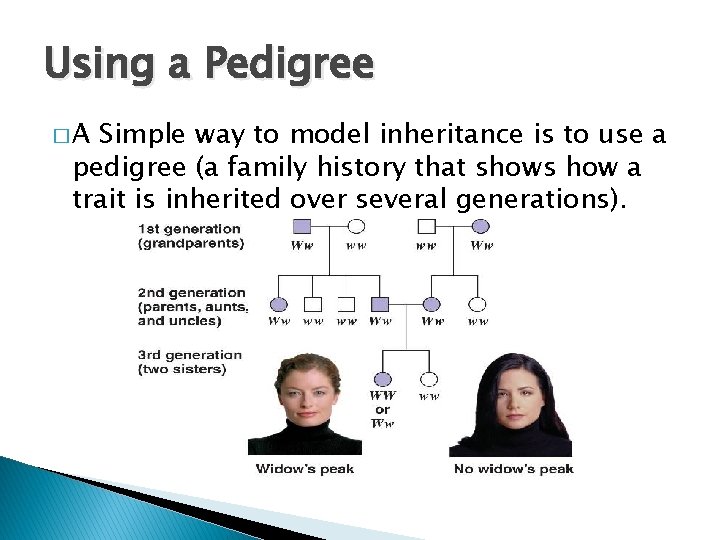 Using a Pedigree �A Simple way to model inheritance is to use a pedigree