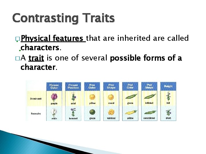 Contrasting Traits � Physical features that are inherited are called characters. � A trait