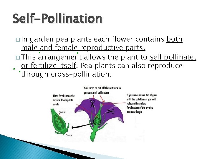 Self-Pollination � In garden pea plants each flower contains both male and female reproductive